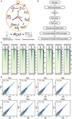 An ATAC-seq Dataset Uncovers the Regulatory Landscape During Axolotl Limb Regeneration